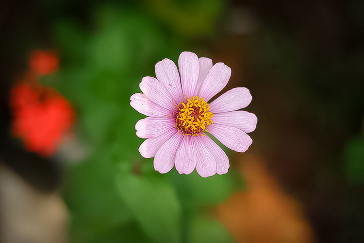 Close-up of purple flower