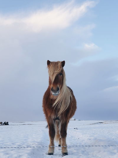 Portrait of horse standing on snow covered land against sky