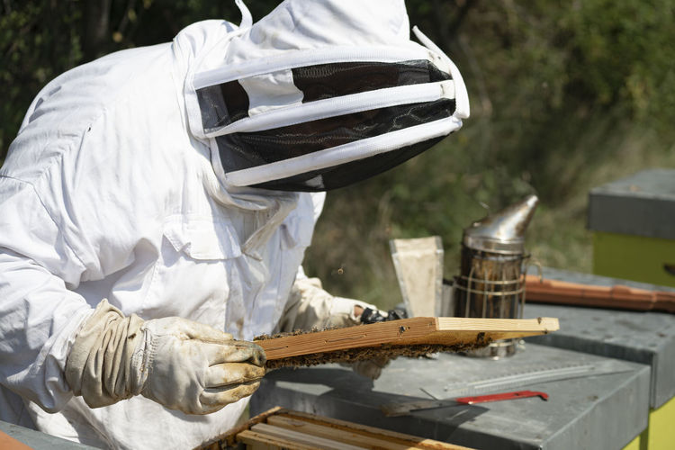 Male beekeeper examining honeycomb frame during sunny day