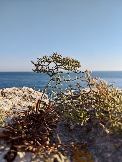 Plants growing on beach against clear sky
