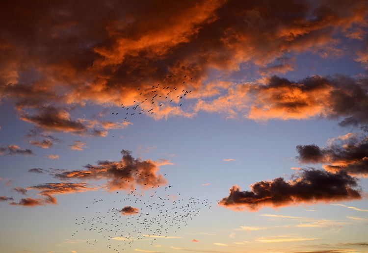 Low angle view of birds flying in sky