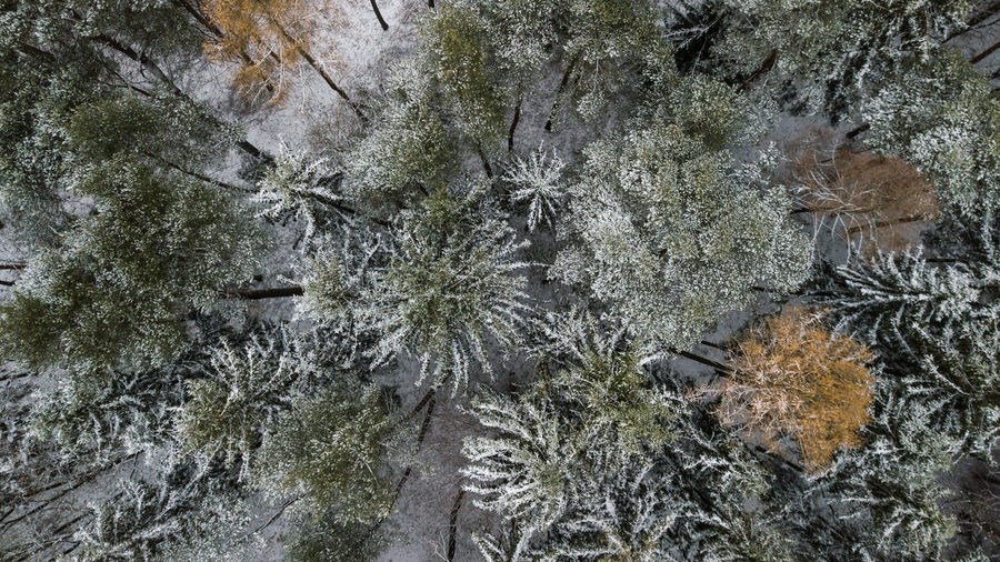 High angle view of trees during winter