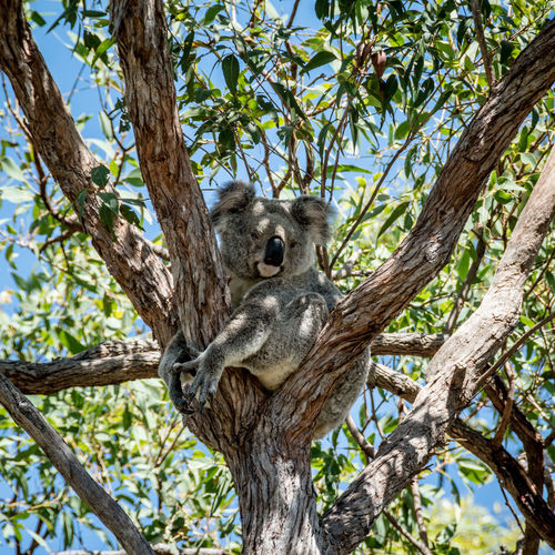 Low angle view of koala sitting on tree in magnetic island