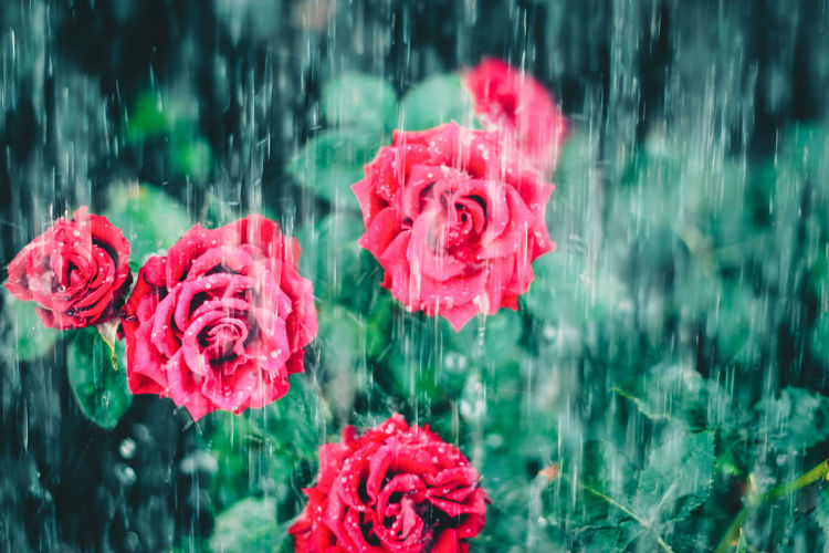 Close-up of wet pink rose in rainy season