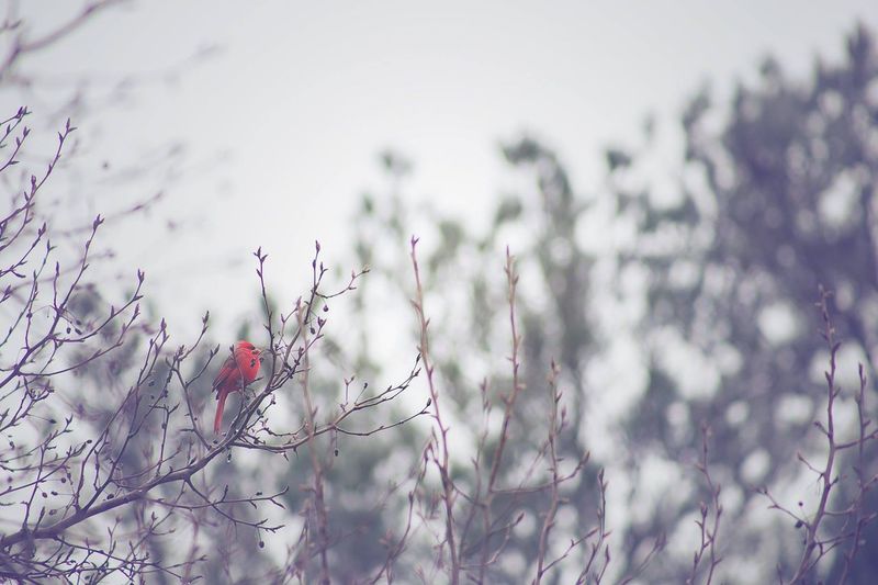 Low angle view of northern cardinal perching on plant