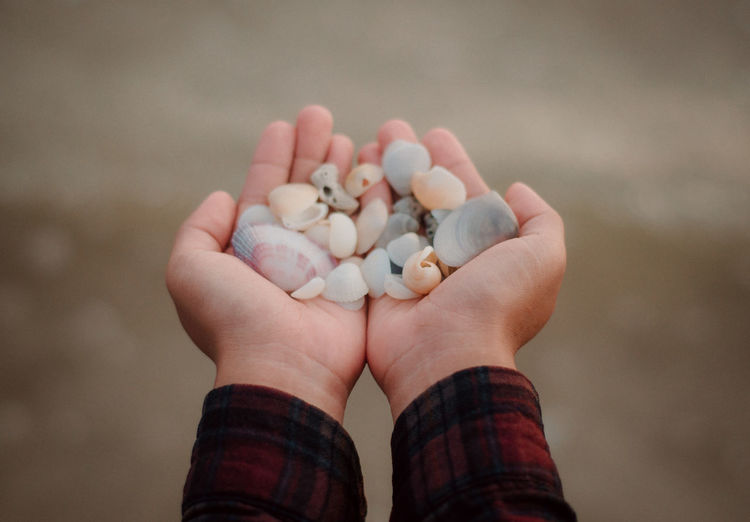Close-up of hand holding seashells