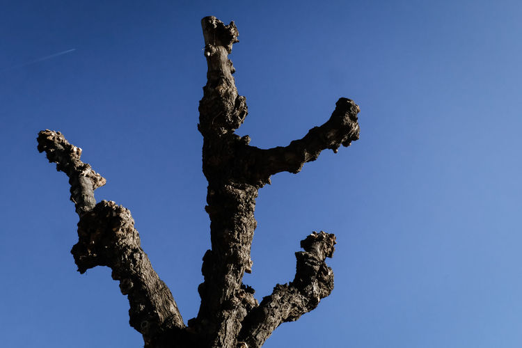 Low angle view of tree trunk against clear blue sky