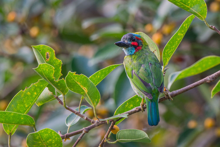 Close-up of blue-eared barbet perching on plant