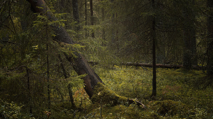 Trees in forest