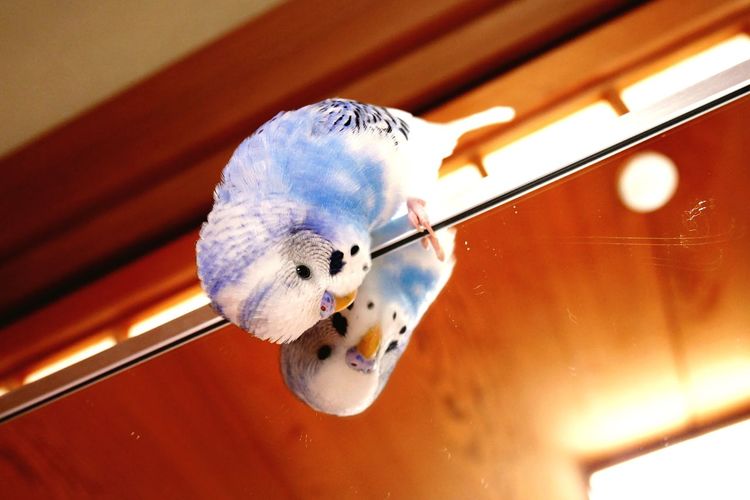 Low angle view of parrot