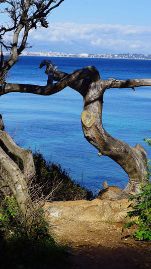Close-up of tree by sea against sky