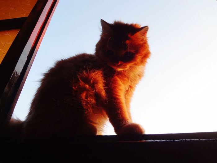 CLOSE-UP PORTRAIT OF GINGER CAT AGAINST WINDOW