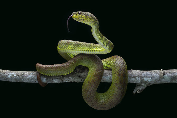 Close-up of snake on branch against black background