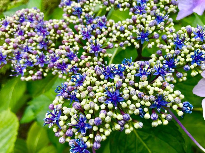 Close-up of blue flowering plants in park