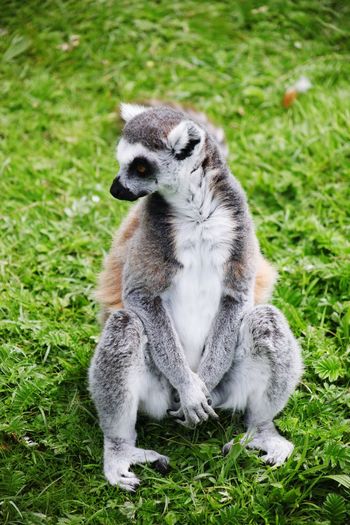 A human sitting ring tailed lemur