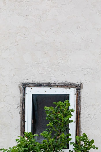 Potted plant on window of building