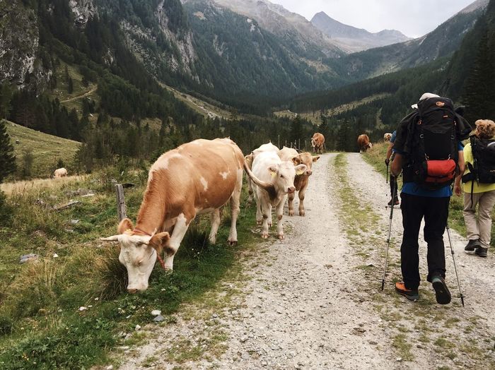 Cows walking on mountain road