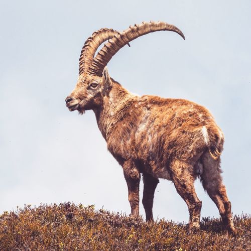 Side view of alpine ibex standing on field against sky