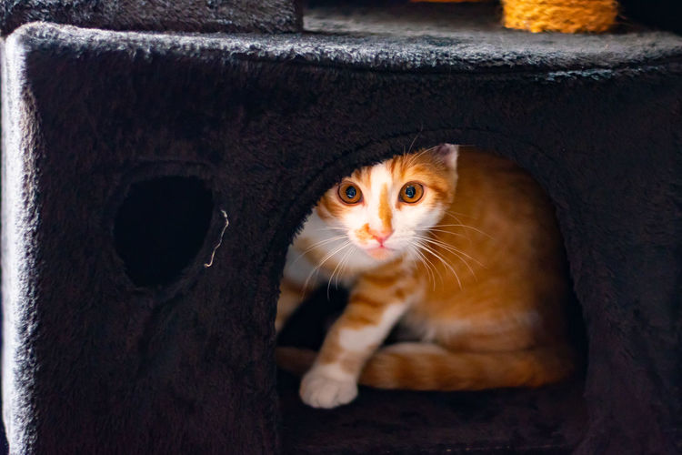Portrait of kitten with cat