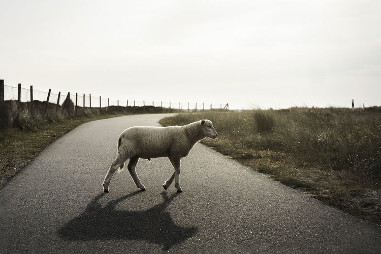 Northern sheep on a road. white lamb walking on a street. baby sheep crossing an alley