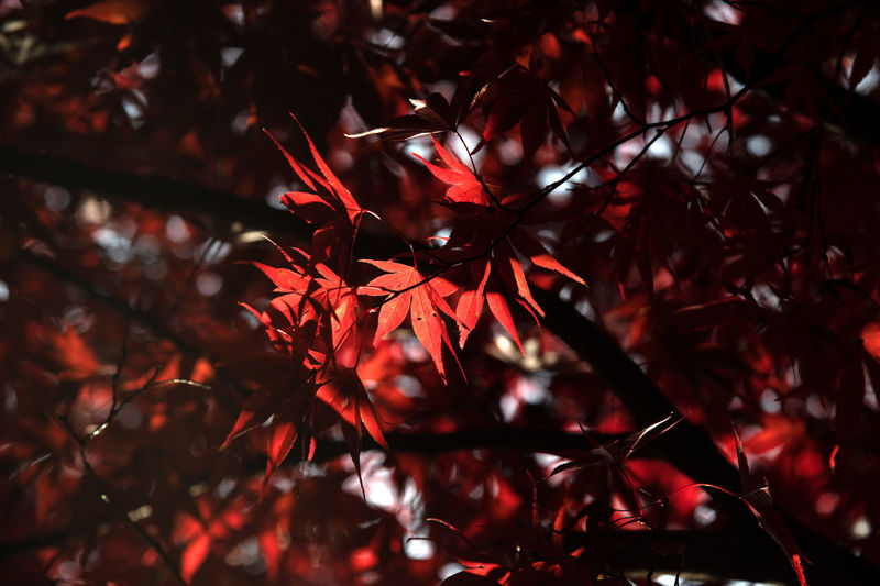 Low angle view of tree