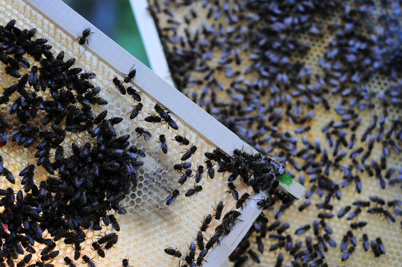 Swarm of bees on beehive