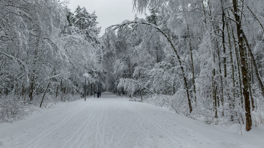 Snow covered road amidst trees against sky