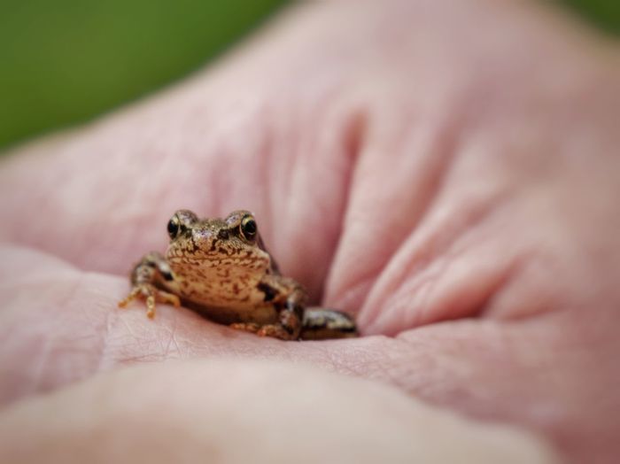 Close-up of tiny frog in human hand