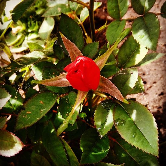 Close-up of red flower blooming outdoors