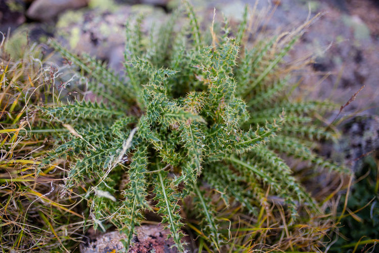 High angle view of succulent plant on field