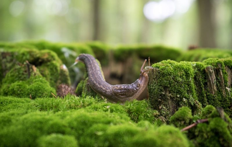 Close-up of slug on moss