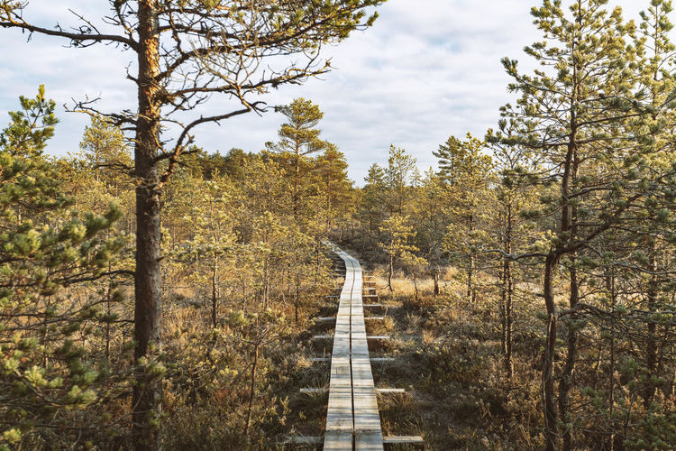 Walking track at viru raba or bog at lahemaa national park in autumn