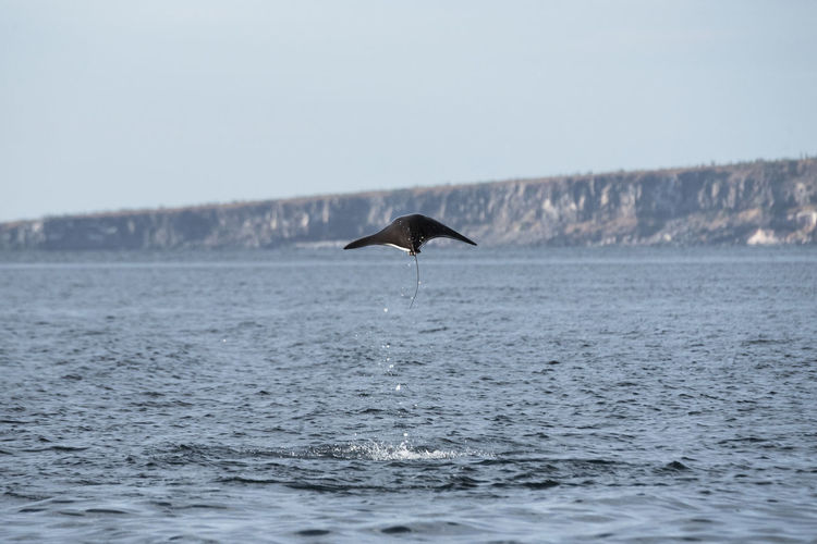 A mobula manta ray jumping out of the water at espíritu santo island.