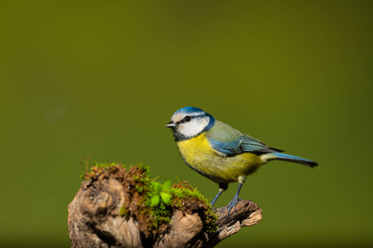 Close-up of bird perching on a plant