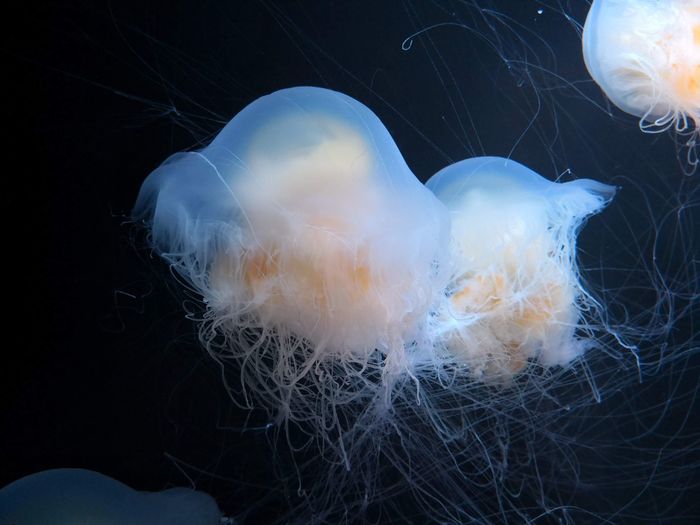 Close-up of jellyfish swimming in sea