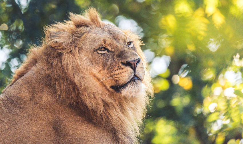 Close-up of lion