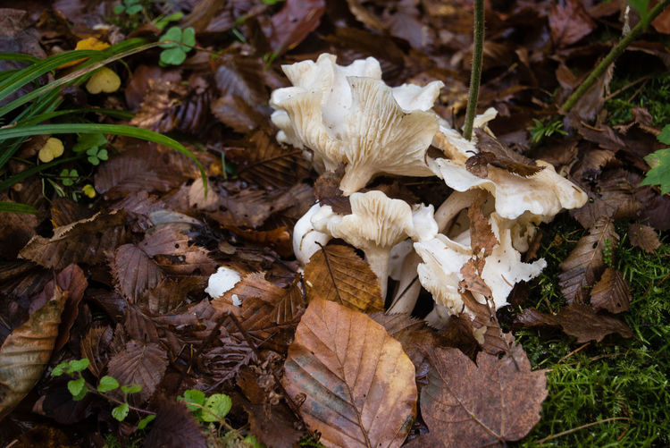 High angle view of mushrooms growing in forest