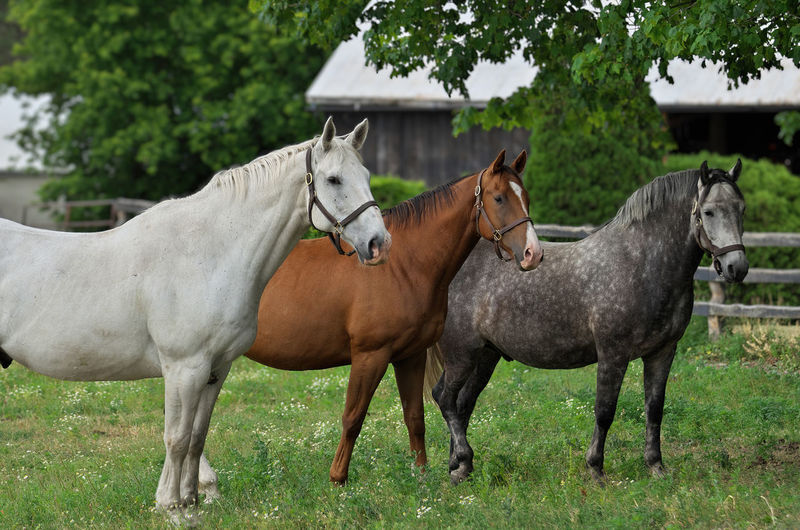 A white horse, brown horse, and gray appaloosa horse standing side by side in a pasture.