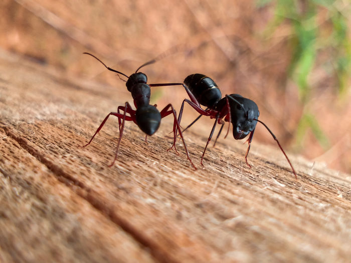 Close-up of ant on wood