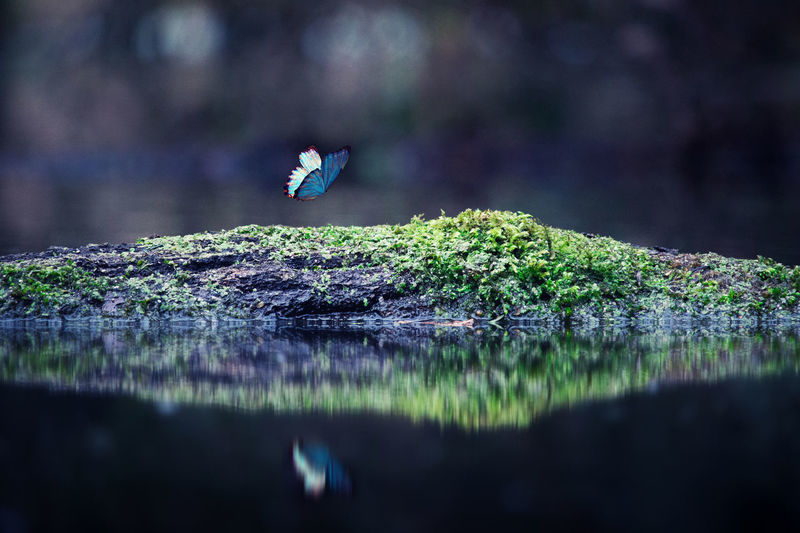 Butterfly flying by moss covered rock on lake
