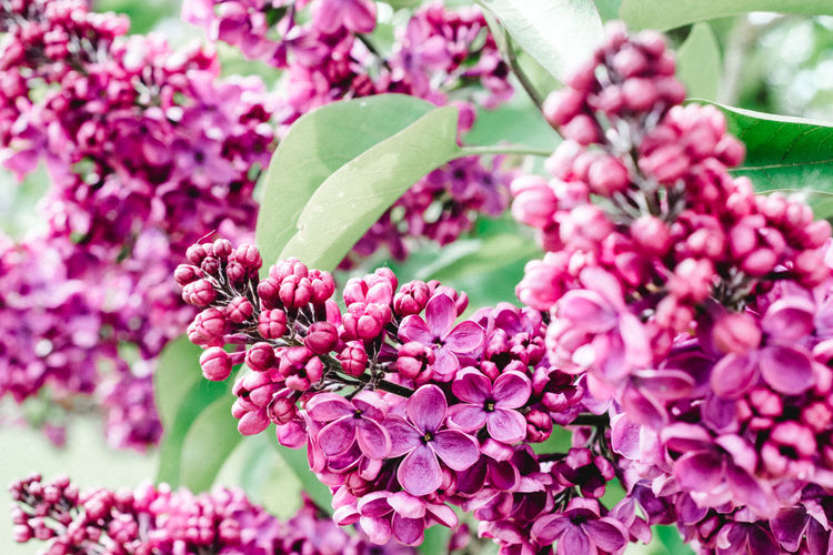Close-up of pink flowers