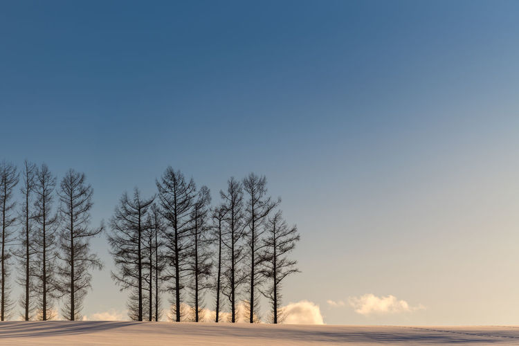 Bare trees on snow covered land against clear sky