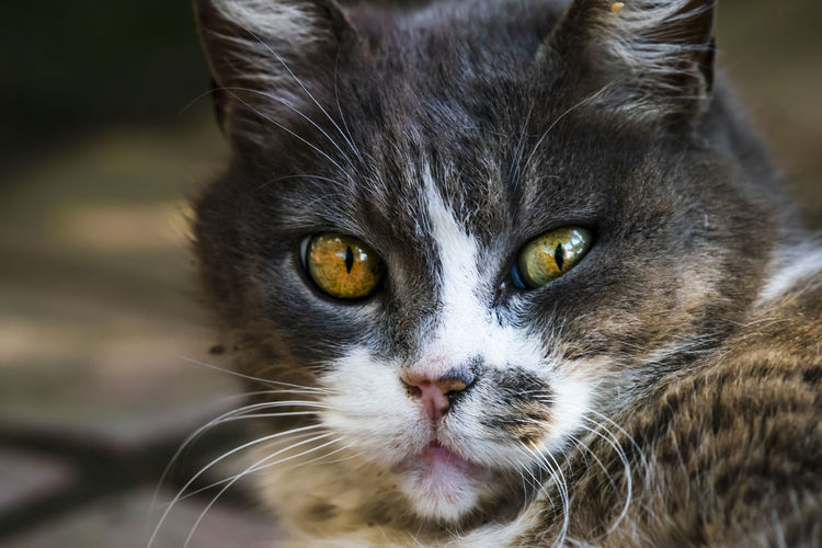 Close-up of cat