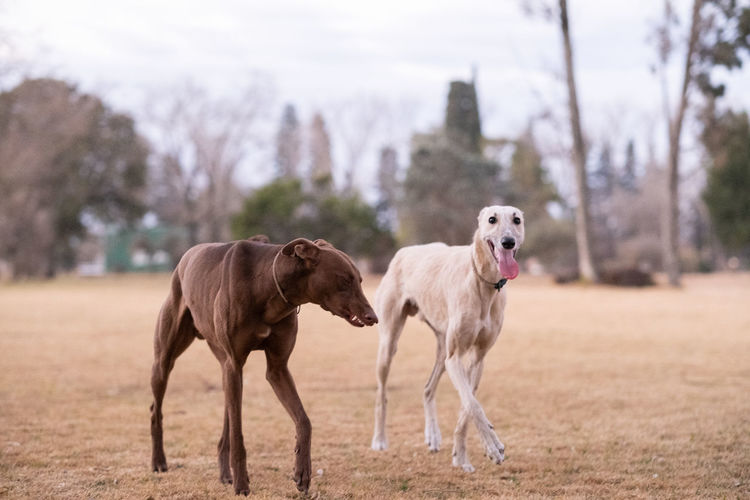 Portrait of two greyhound dogs walking outdoors