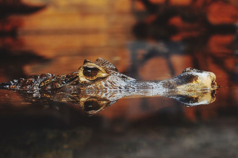 Close-up of crocodile swimming in lake