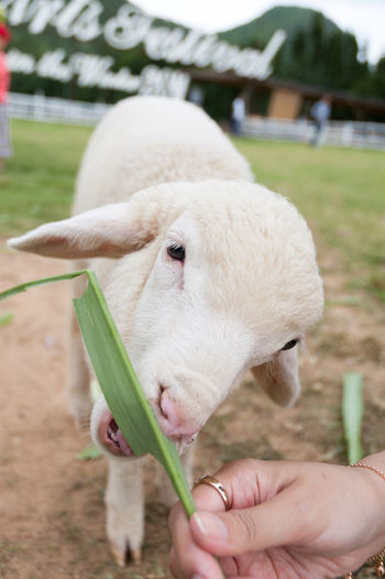 Cropped hand of person feeding leaf to sheep in farm