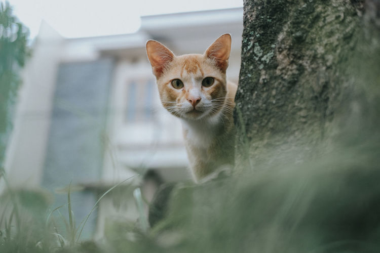 Portrait of cat on plant