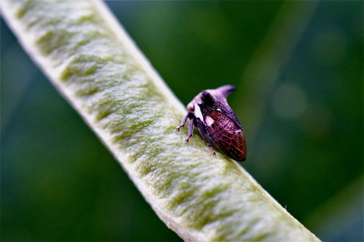 Horned treehopper on yard long bean