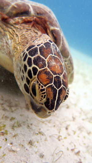 Close-up turtle head