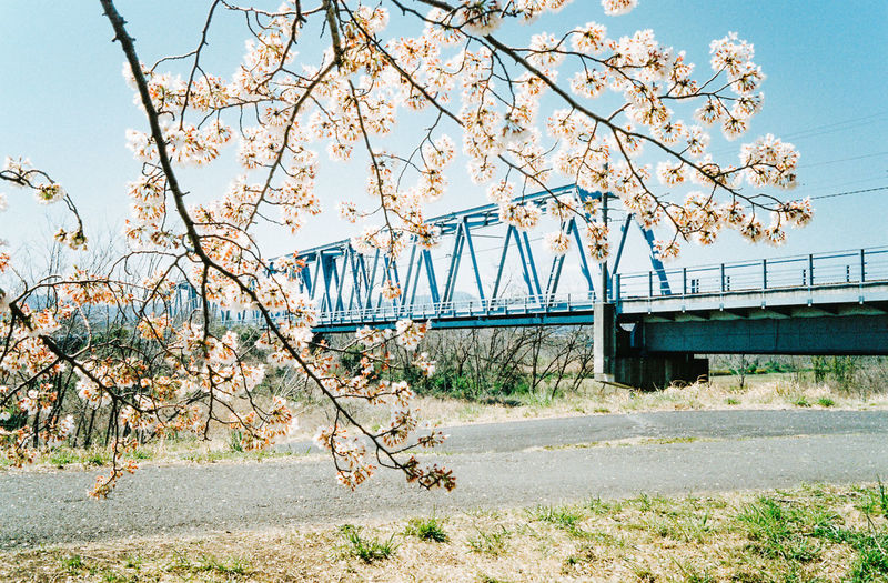 Cherry blossom tree by bridge against sky